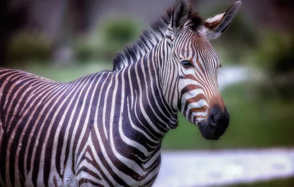 Look, face, background, portrait, treatment, Zebra