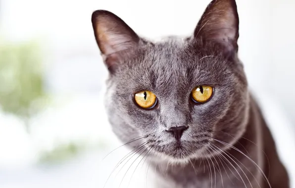 Picture cat, eyes, cat, mustache, look, face, yellow, grey
