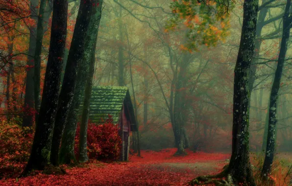 Autumn, forest, trees, fog, the way, branch, cabin