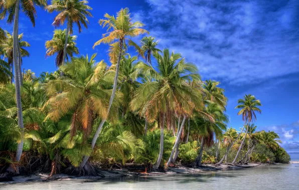 Sea, the sky, clouds, tropics, palm trees, the ocean