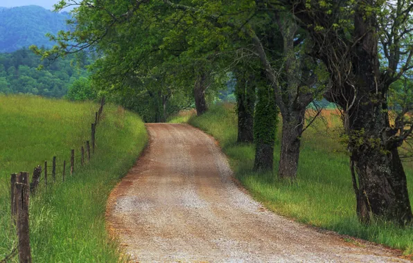 Picture road, grass, trees, nature, photo, tree, landscapes, road