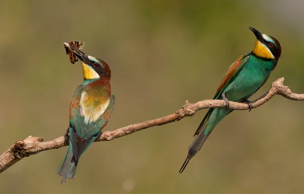 Picture birds, butterfly, branch, bee-eaters