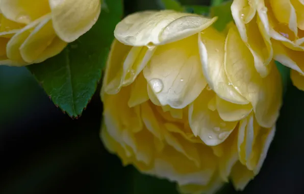 Drops, macro, petals, briar, buds, Rose Banks