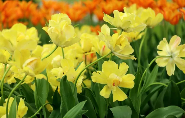 Yellow, spring, petals, tulips