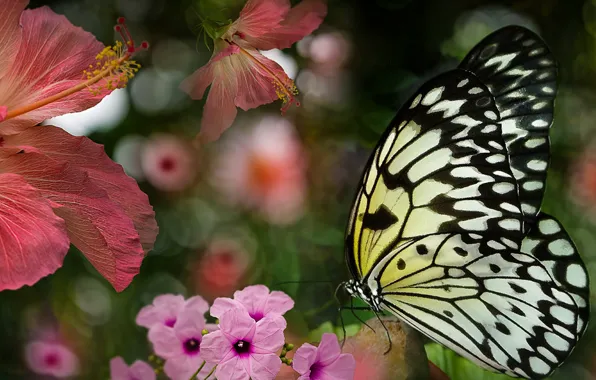 Picture summer, flowers, butterfly