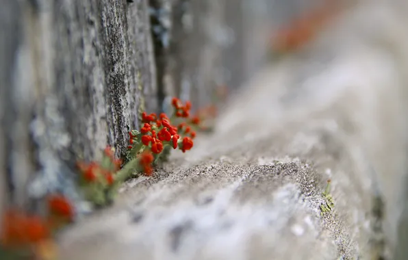 Flowers, nature, the fence