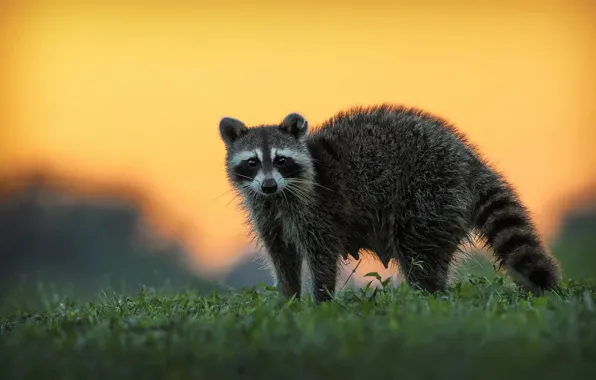 Chest, look, nature, pose, background, glade, raccoon, female