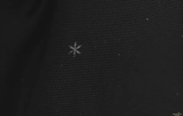 Macro, Snow, Snowflake, Cold