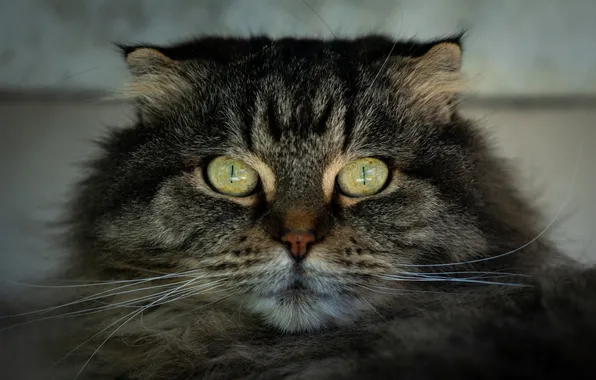Cat, cat, mustache, look, pose, grey, portrait, fluffy