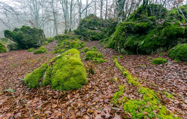 Picture autumn, forest, trees, fog, stones, moss, slope