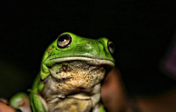 Dark, frog, toad