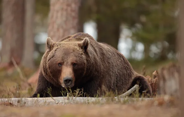 Forest, look, face, nature, pose, bear, lies, brown bear