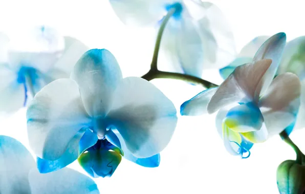 Picture flowers, blue, orchids, Phalaenopsis