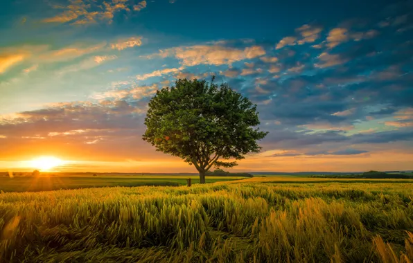 Field, the sky, sunset, tree, ears
