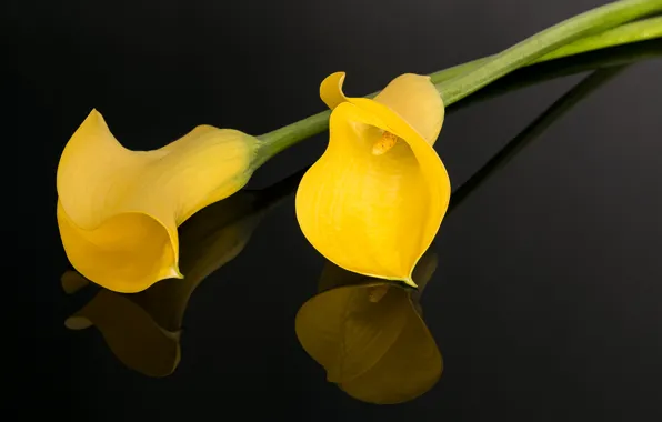 Picture the dark background, yellow, Calla lilies