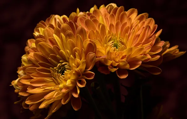 Flowers, nature, background