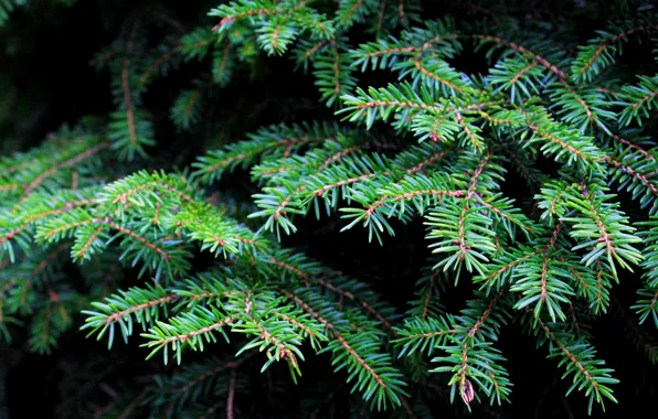 Green, pine, twig