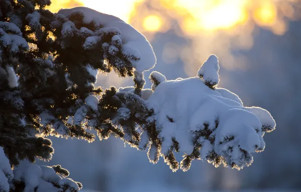 Winter, the sun, rays, snow, tree, branch