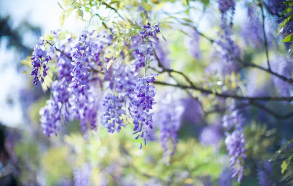 Light, flowers, nature, tree, branch, spring, inflorescence, lilac