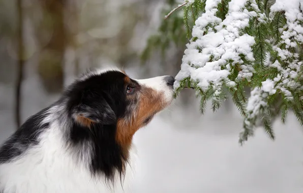 Face, snow, branches, dog, Anna Oris