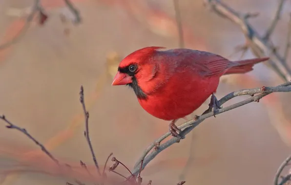 Bird, color, branch, feathers, beak, cardinal