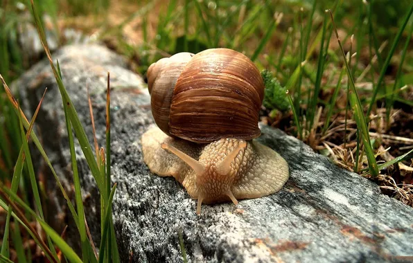 Picture NATURE, GRASS, HOUSE, LOG, SNAIL, HORNS, MUCUS