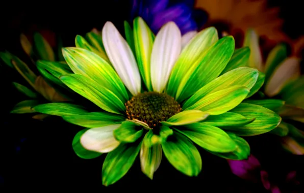 Flowers, background, paint, petals