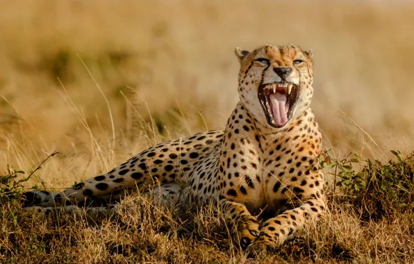 Picture grass, mouth, Cheetah, Africa