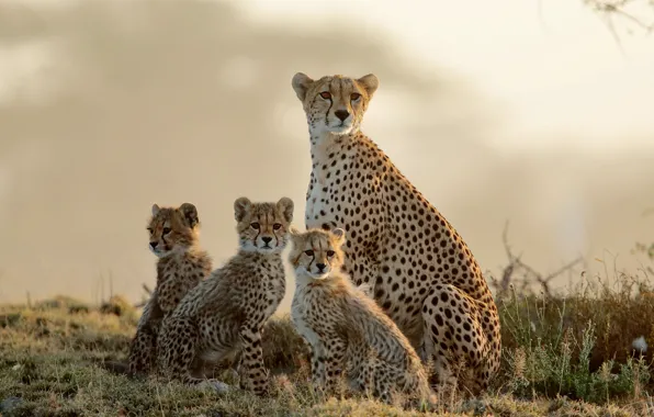 The sky, grass, look, kittens, Cheetah, kids, mom, cubs