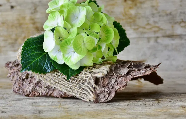 Sprig, Flowers, bag, Hydrangea