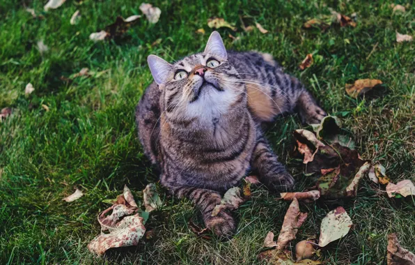 Autumn, cat, grass, cat, look, face, leaves, grey