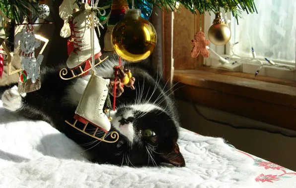 Picture winter, cat, toys, new year, spruce, window, tree