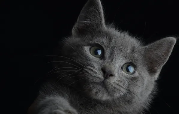 Picture portrait, kitty, black background