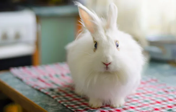 White, fluffy, rabbit, rabbit, bunny, Zayats, fluffy