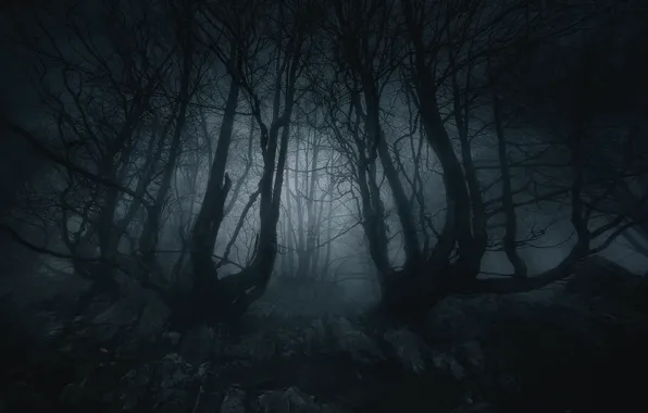 Picture forest, trees, night, nature, fog