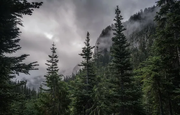 Forest, mountains, fog