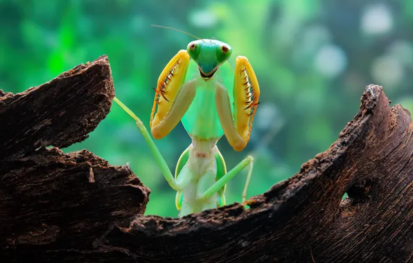 Look, macro, pose, green, background, portrait, legs, mantis