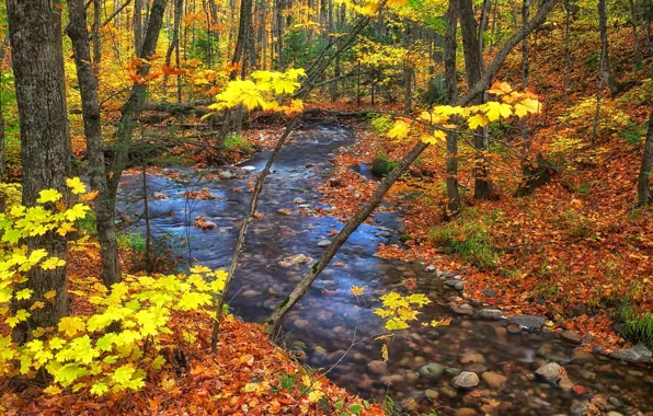 Autumn, forest, leaves, trees, stream, Canada, Ontario