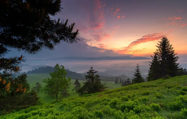 Forest, grass, trees, landscape, sunset, branches, nature, hills