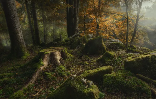 Autumn, forest, trees, nature, fog, stones, moss, stump