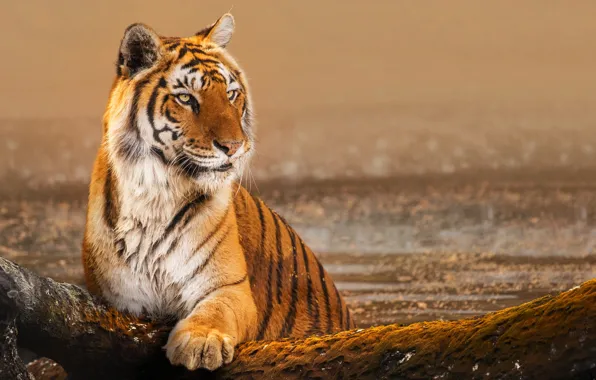 Picture nature, tiger, animal, stone, predator