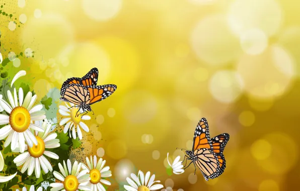 Butterfly, mood, butterfly, chamomile, the Wallpapers