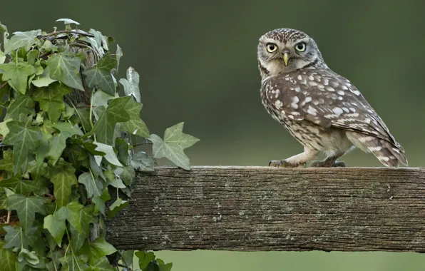 Owl, the fence, log, vines, ivy