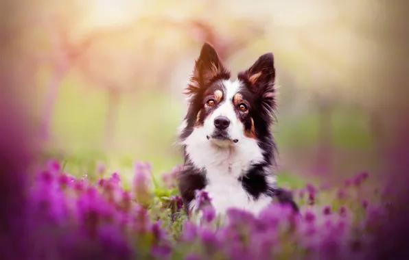 Picture flowers, dog, spring, Spring mood