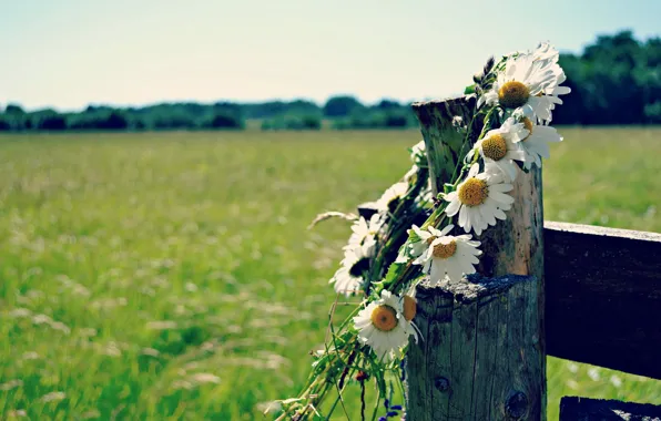 Picture summer, the fence, chamomile, wreath