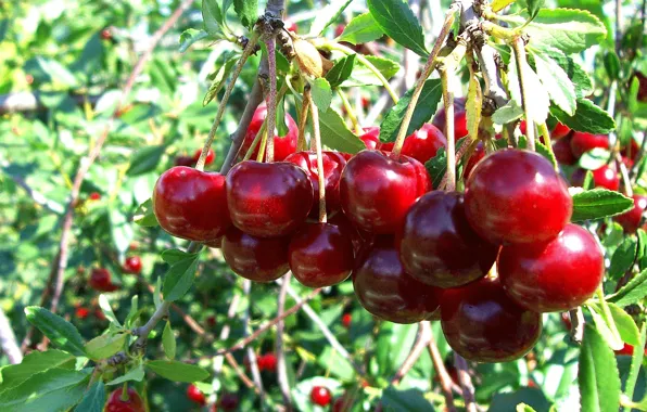 Summer, berry, bunch, Cherry