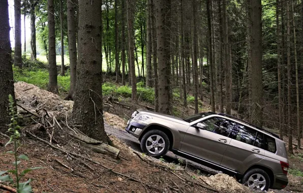 Picture forest, trees, Auto, SUV