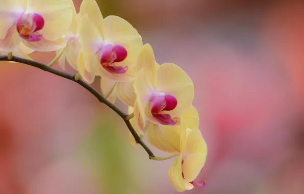 Picture flower, yellow, branch, Orchid, falinopsis