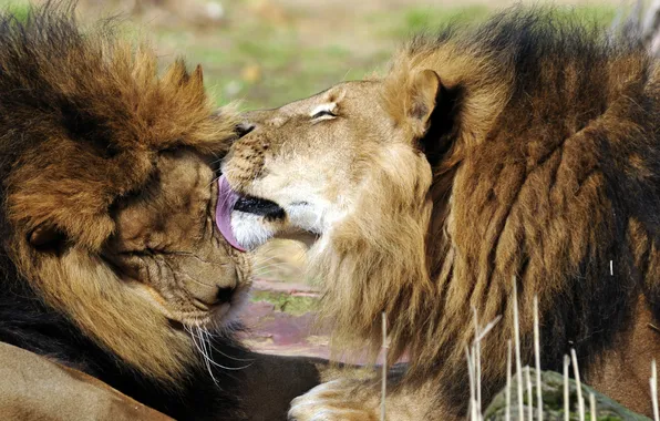 Picture face, cats, kiss, Leo, mane, profile, lions