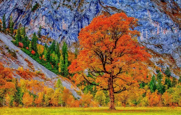 Autumn, grass, trees, mountains, foliage